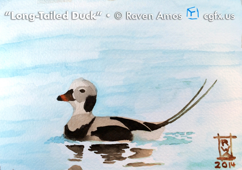 A long-tailed duck floats along the water with his reflection rippling underneath him. Rendered in watercolor brushes. © Raven Amos
