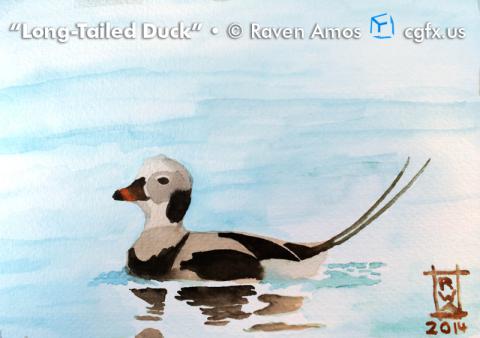 Long-tailed duck watercolor