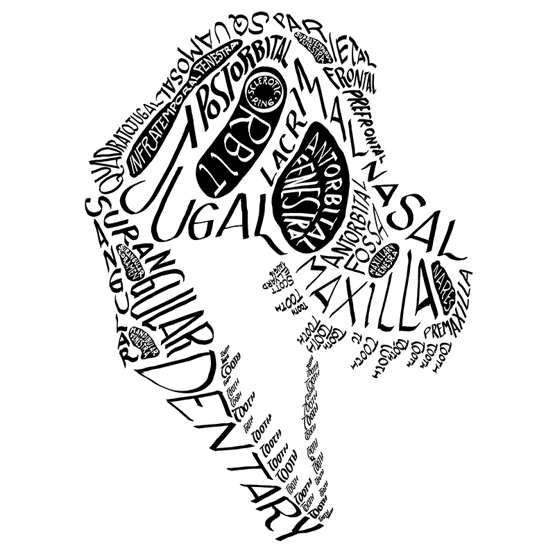 Calligraphy of the anatomical names of bones in the tyrannosaur skull.